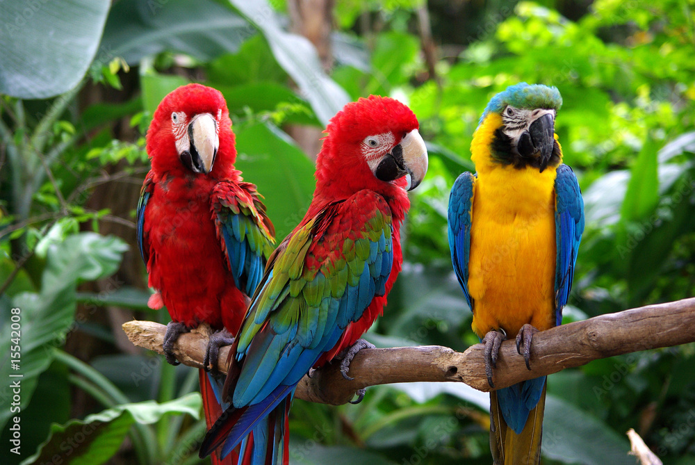 Fototapeta premium Papugi w Azji Południowo-Wschodniej