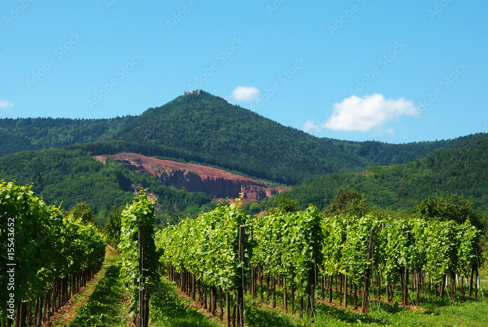 Fototapeta premium cépage Alsacien au pied de la montagne