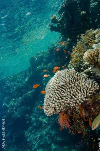 Photo of coral colony #15544635