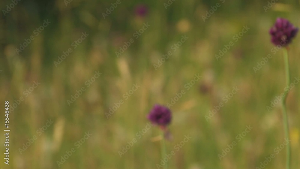 green meadow close up green meadow close up