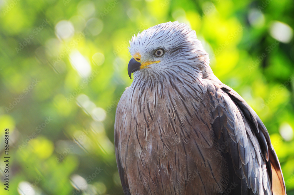 Obraz premium black kite (milvus migrans)
