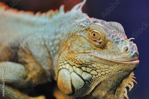 iguana