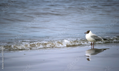 seagull near the waves