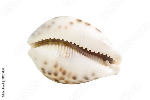 Sea shell isolated white background.
