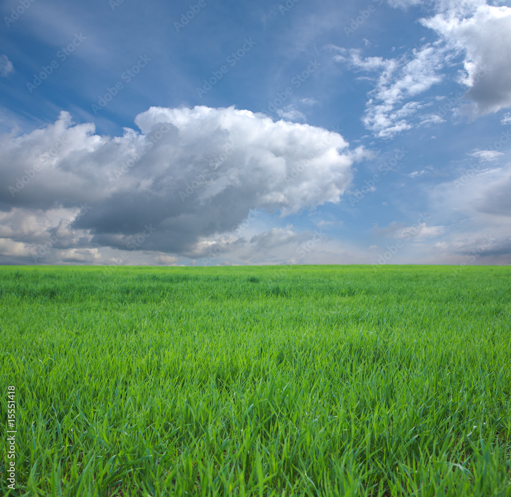 Green Grass and Blue Sky