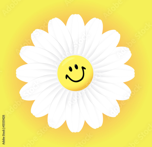 camomile