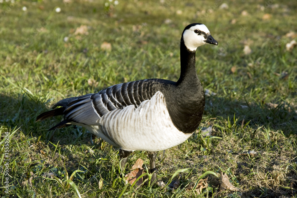 Weißwangengans, Branta leucopsis, Barnacle Goose Weißwangengans, Branta leucopsis, Barnacle Goose