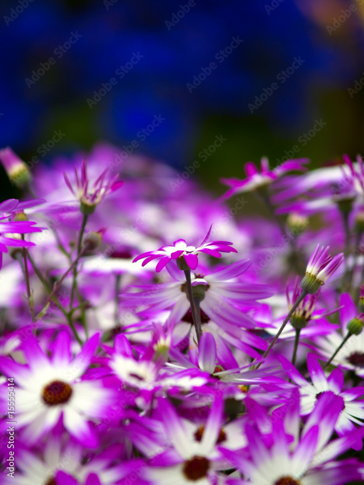 Obraz premium Purple daisies