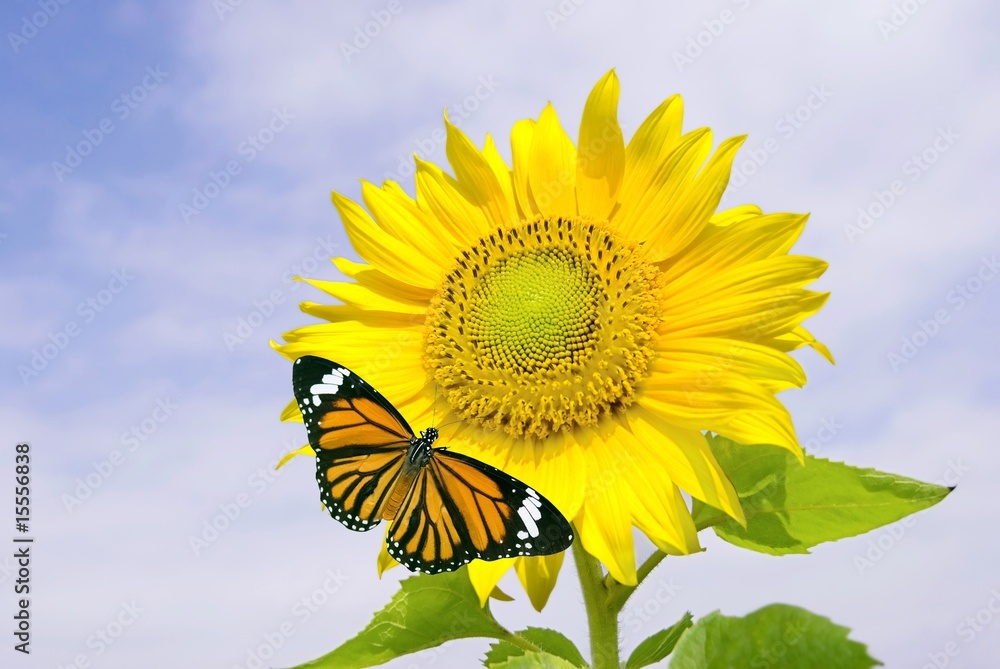 Obraz premium Sunflower and orange butterfly