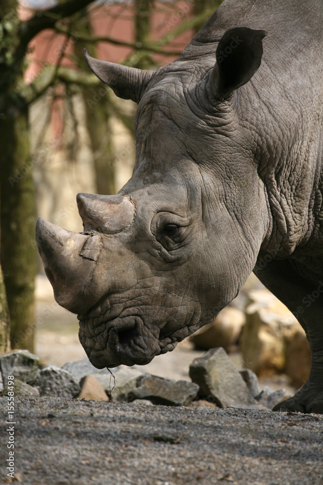 Obraz premium Breitmaulnashorn