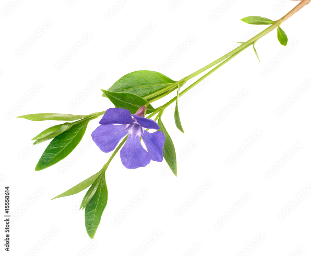 Fototapeta premium blue flower