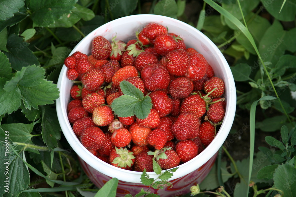 strawberry strawberry