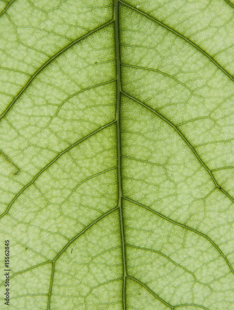 Leaf of a plant Leaf of a plant