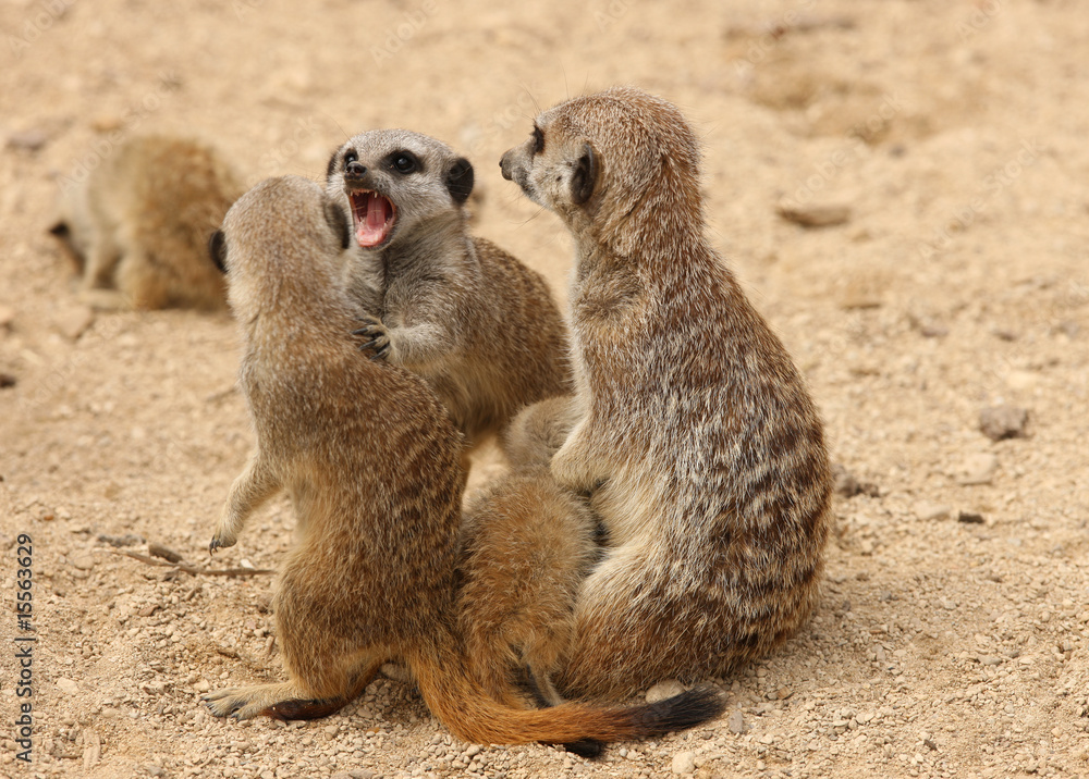 Young Meerkats squabbling Young Meerkats squabbling