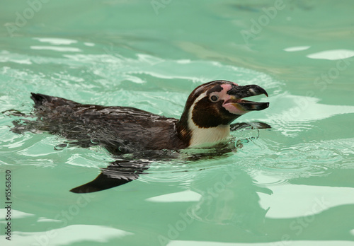 Fotomurale Humbolt Penguin