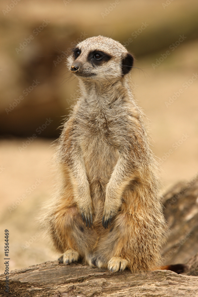 Meercat Meercat