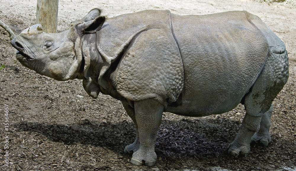 Fototapeta premium Rhinocéros unicorne indien 1