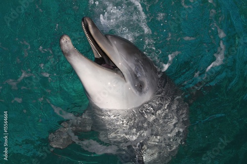 Fototapeta Dolphin Portrait
