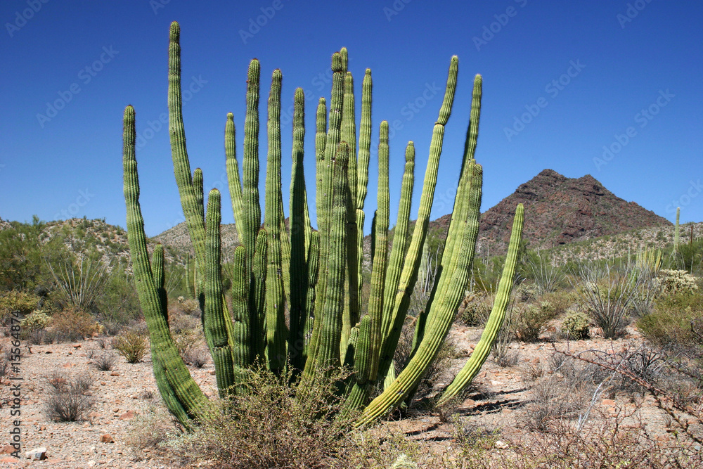 Organ Pipe