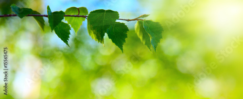 leaves of birch in deep forest #15565475