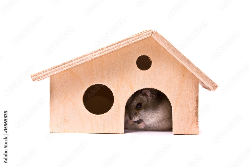 Dwarf hamster in house, studio shot, isolated on white Dwarf hamster in house, studio shot, isolated on white