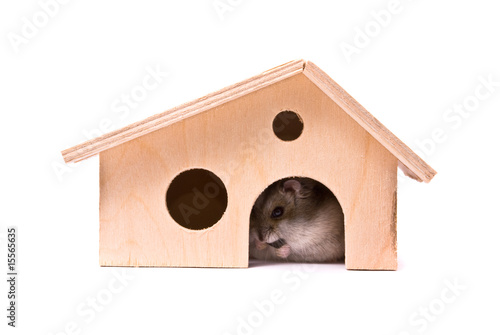 Dwarf hamster in house, studio shot, isolated on white