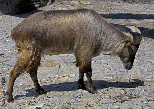 Tahr de l`Himalaya 1 photo