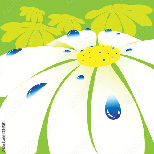 daisywheel in grow