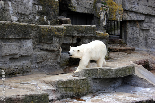 Photography Polar bear 5