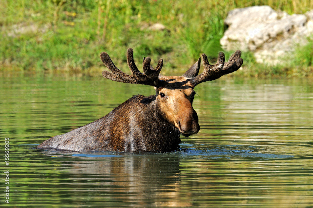 Elk