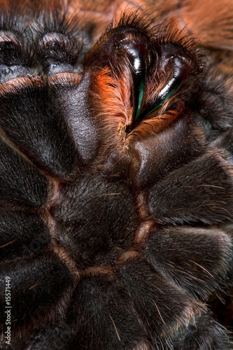 Tarantula from underneath