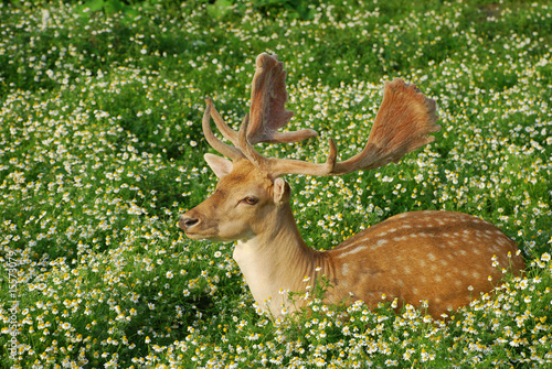 Foto Damhirsch I