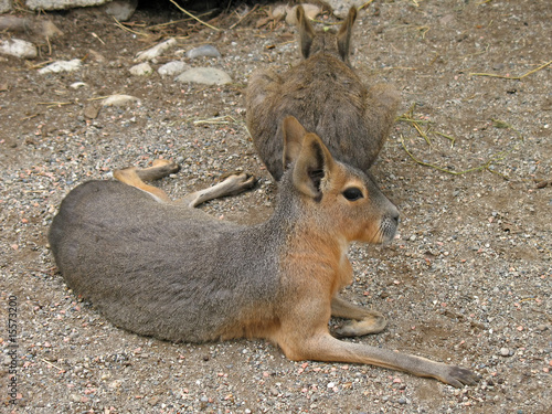 Animal park - Hare patagonian