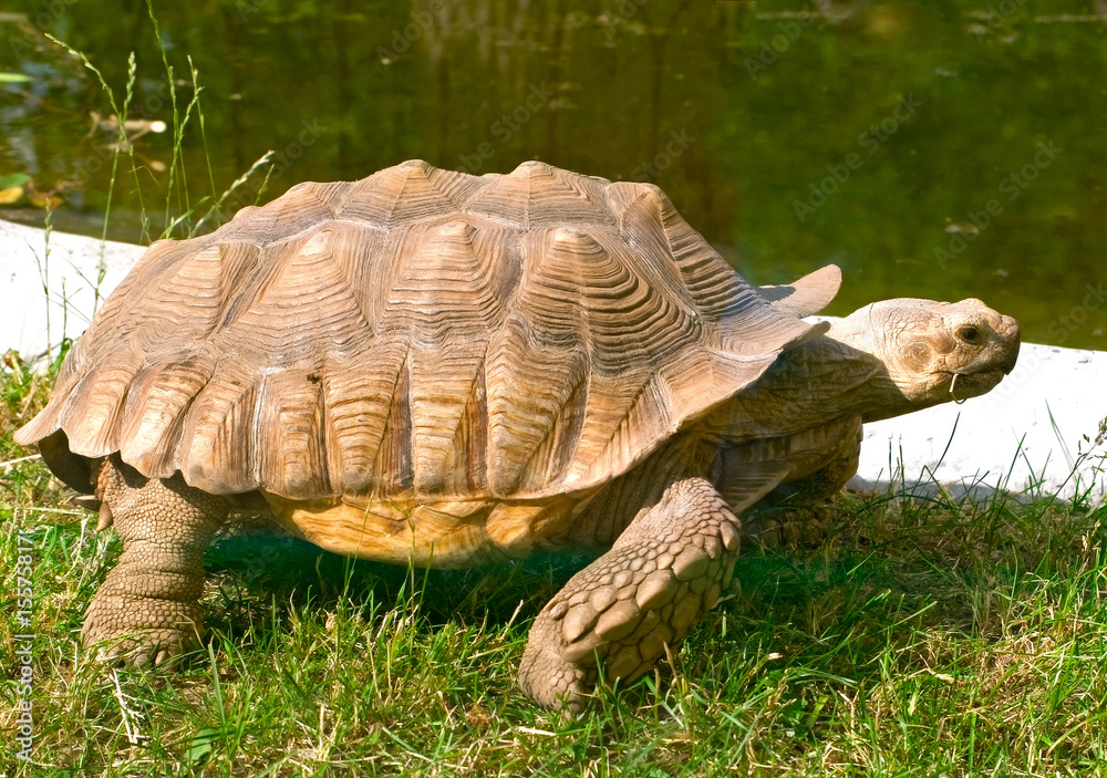 Fototapeta premium Aldabra giant tortoise (Geochelone gigantea)