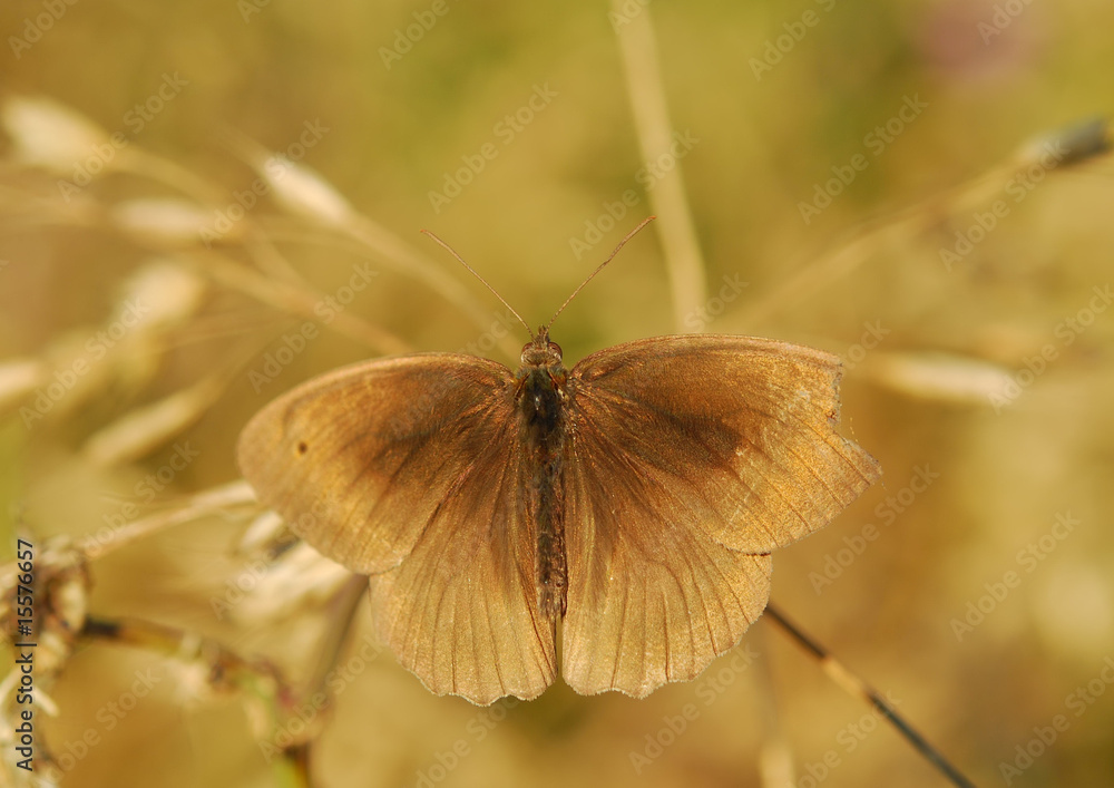 Fototapeta premium Butterfly