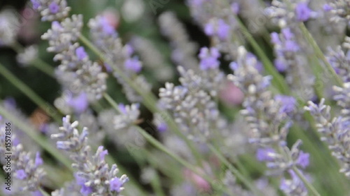 lavanda photo