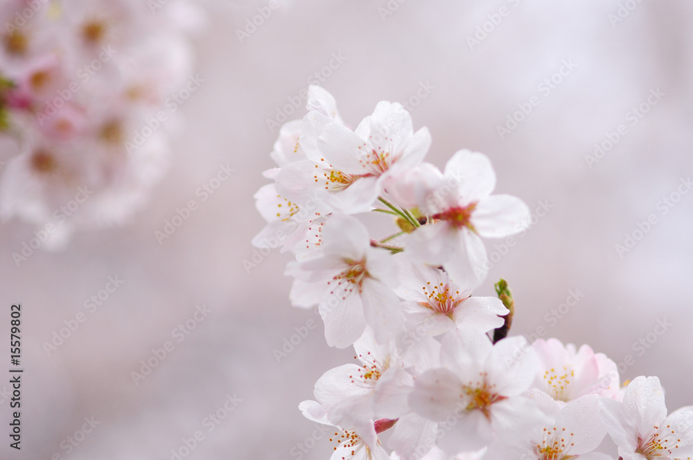 桜