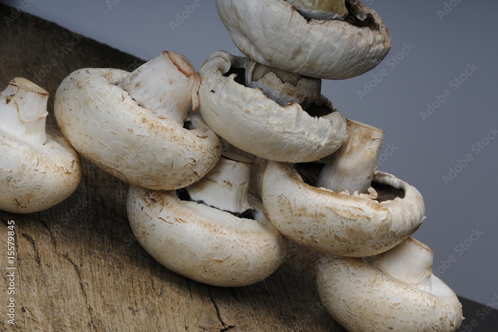 mushrooms view mushrooms view