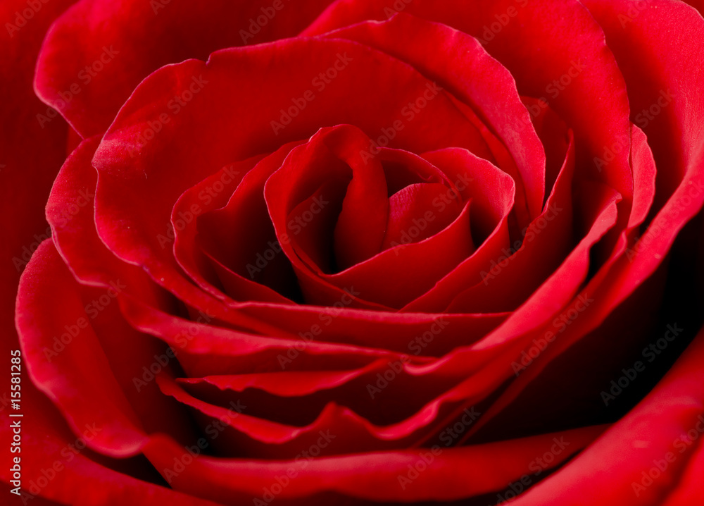 rose of love rose of love