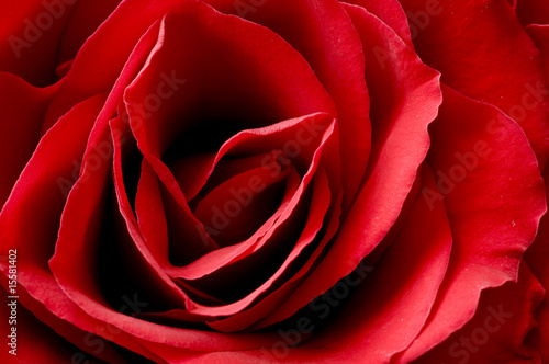 rose of love