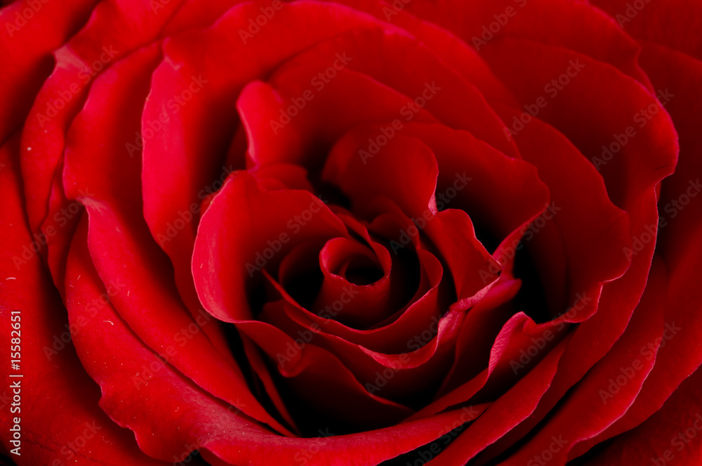Naklejka premium rose of love