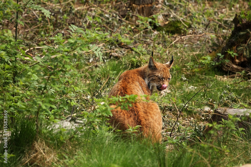 Naklejka premium eurasian lynx 4