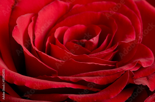 Wallpaper Mural rose of love Torontodigital.ca