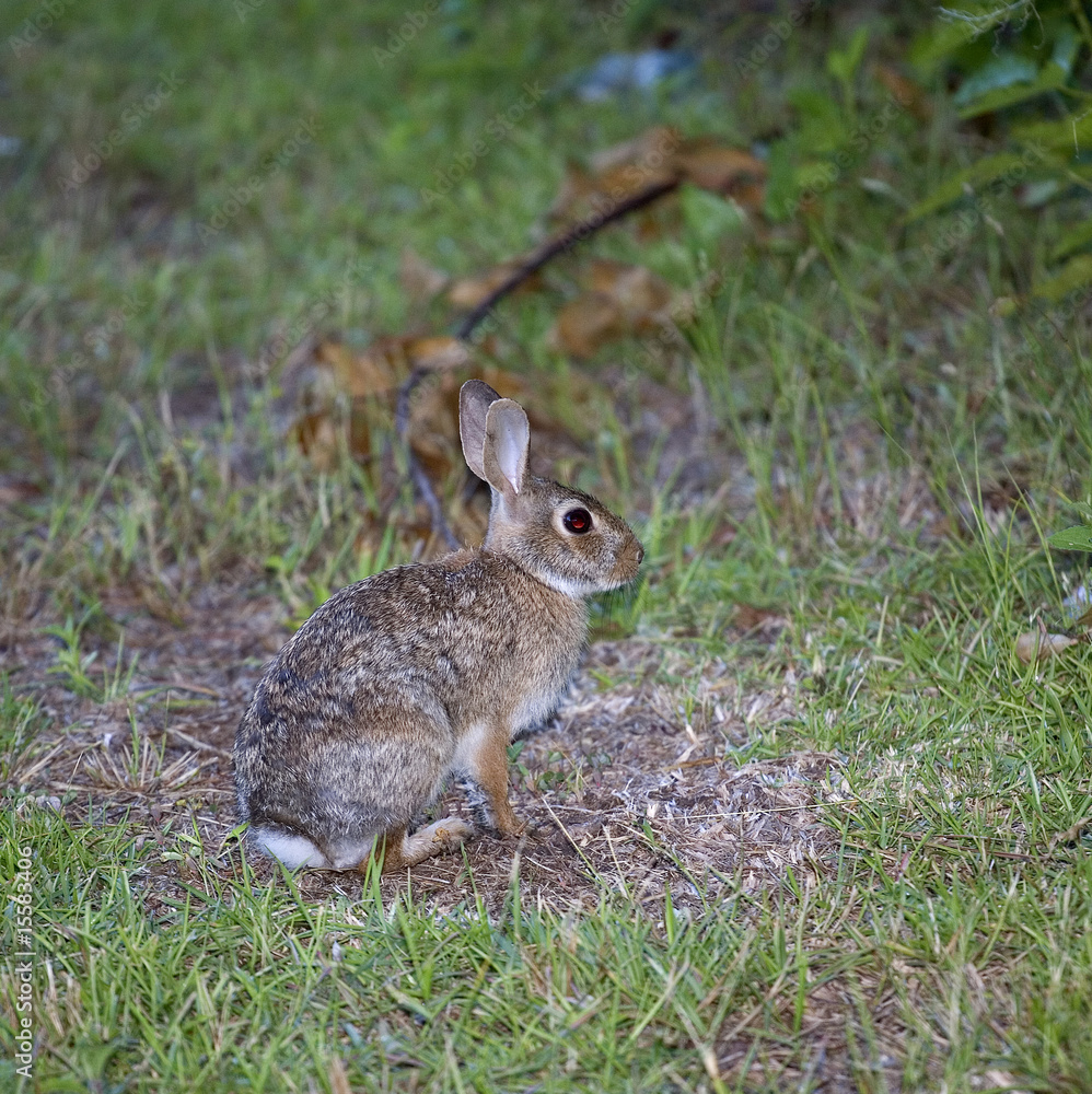 Fototapeta premium cottontail rabbit