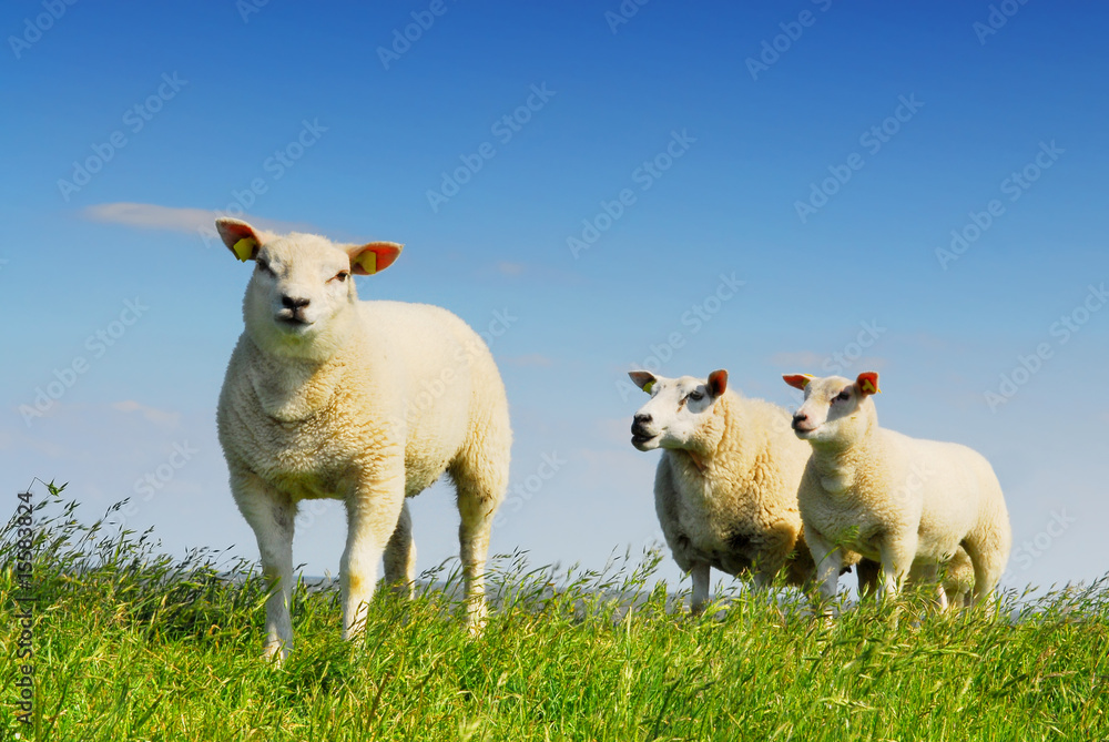 Three little lambs Three little lambs