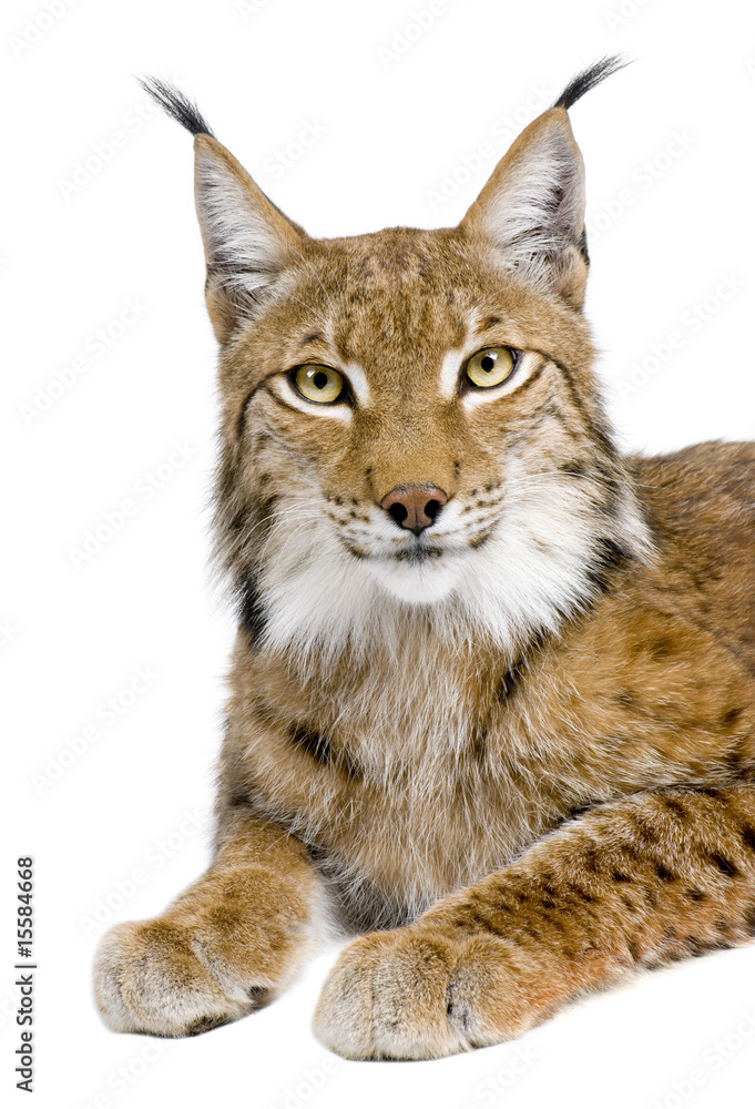 Fototapeta premium Eurasian Lynx - Lynx lynx (5 years old)
