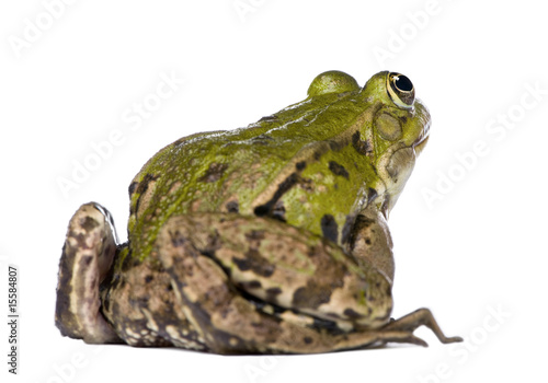 Back view of a Edible Frog - Rana esculenta