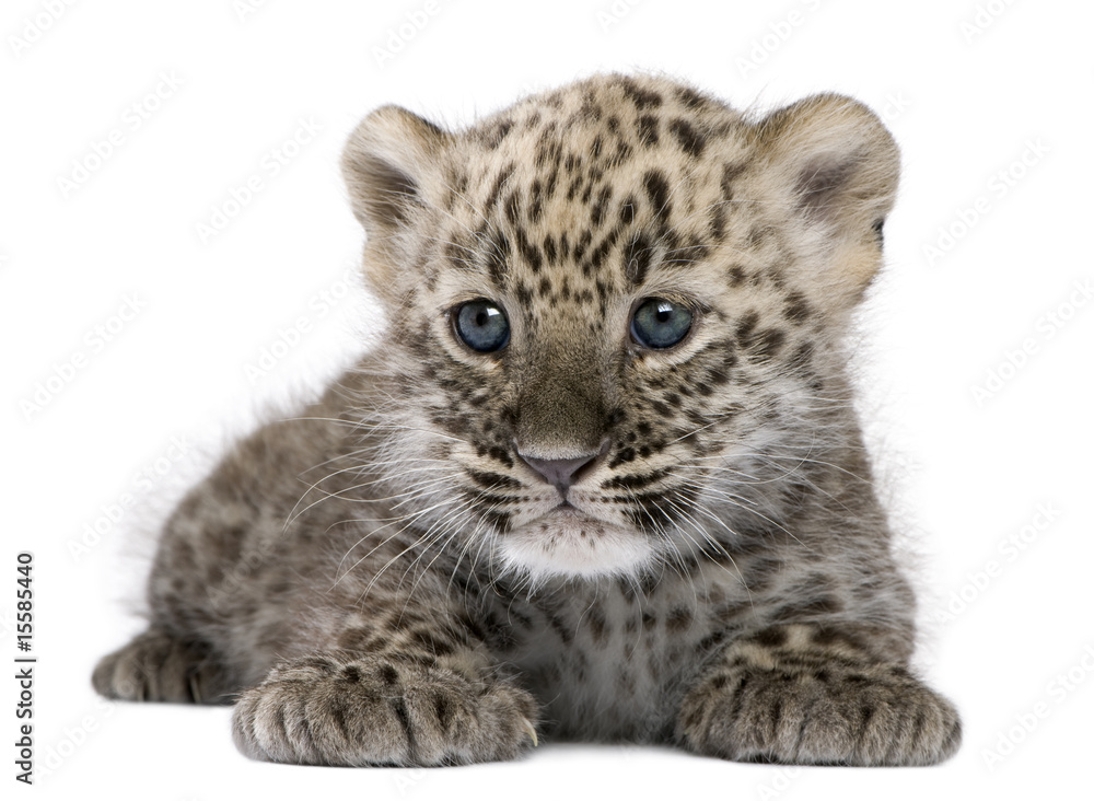 Fototapeta premium Perski leopard Cub (6 tygodni)
