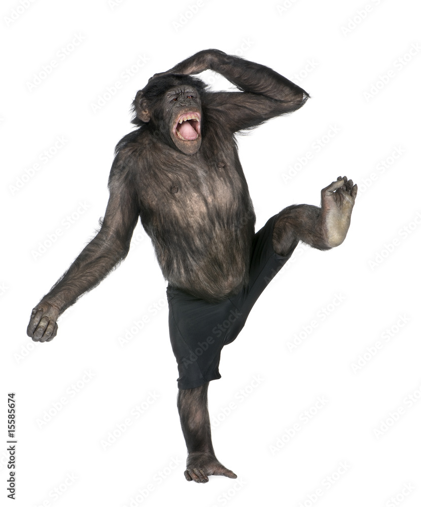 Fototapeta premium małpa małpa i wrzeszczy na jednej nodze