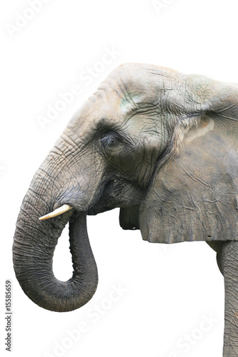 Sticker head of elephant on white background